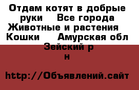 Отдам котят в добрые руки. - Все города Животные и растения » Кошки   . Амурская обл.,Зейский р-н